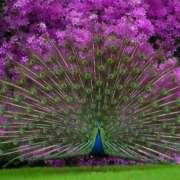 Belles photos