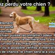 Chien