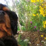 Chien cavalier king charles