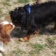 Chien cavalier king charles