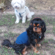 Chien cavalier king charles