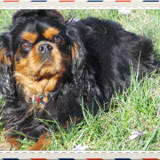 Chien cavalier king charles