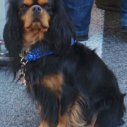 Chien cavalier king charles