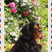 Chien cavalier king charles