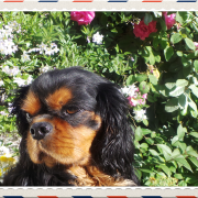 Chien cavalier king charles